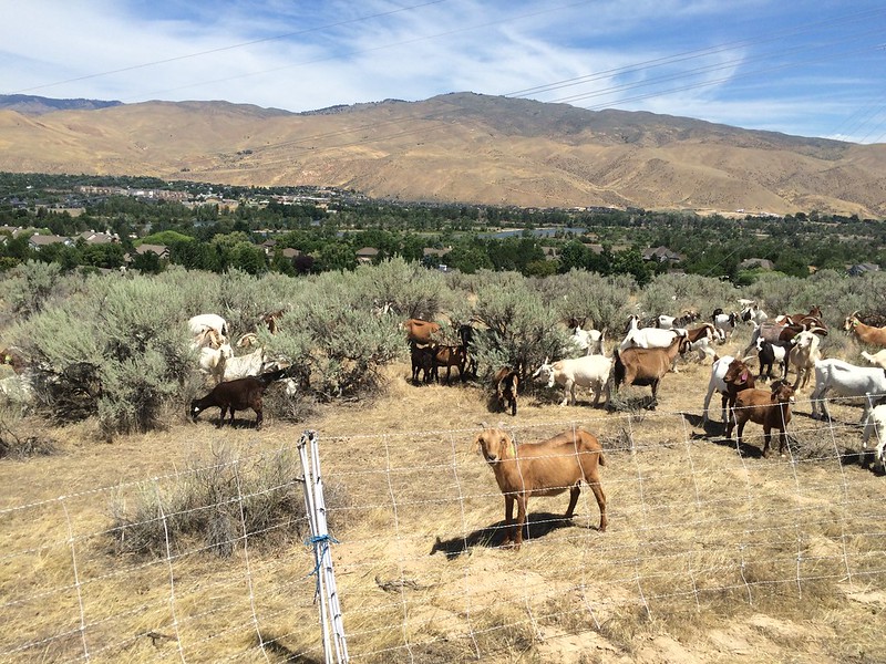How Many Goats per Acre? Goat Journal